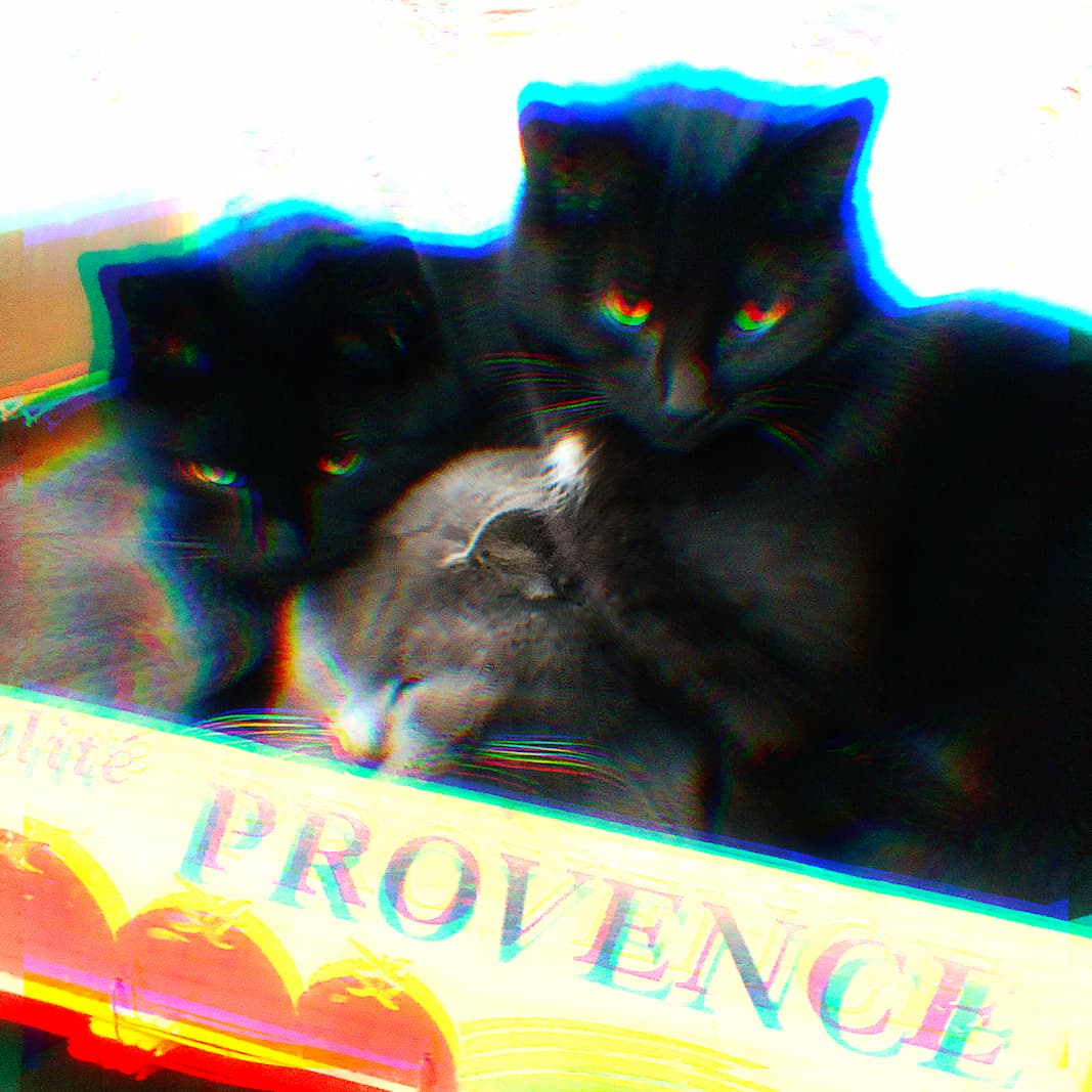 Trois chats dans une cagette de tomates, avec un effet de dédoublement de l’image
