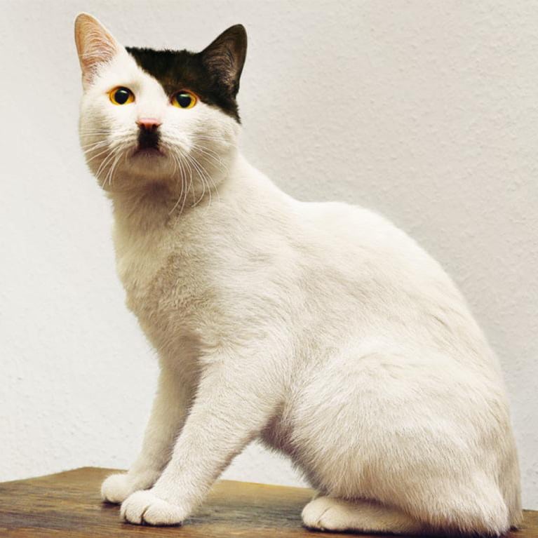 Chat blanc assis, dont le pelage rapelle la mèche et la moustache d’un célèbre dictateur Allemand du XXe siècle.