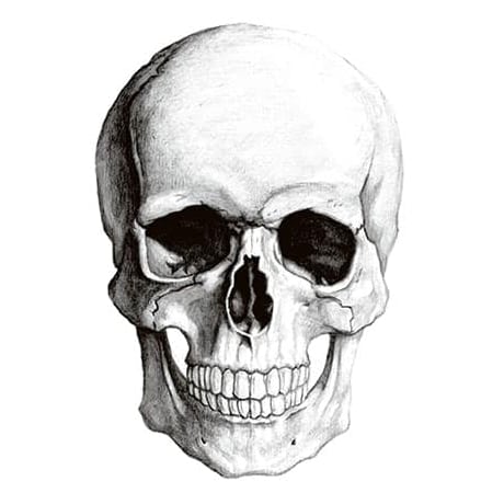 Gravure détaillée en noir et blanc d’un crâne humain.