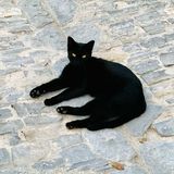 A black cat lounging on ancient cobblestones, looking straight at the camera.