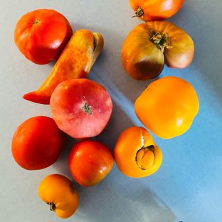 An assortment of wild yellow and red wild tomatoes on a blue tabletop.