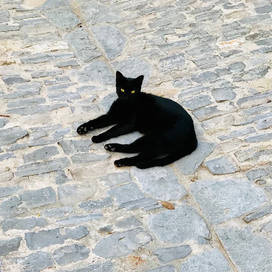 Helmut, le chat noir, allongé tranquillement au beau milieu d’une allée pavée. Ses yeux jaunes fixent l’objectif.