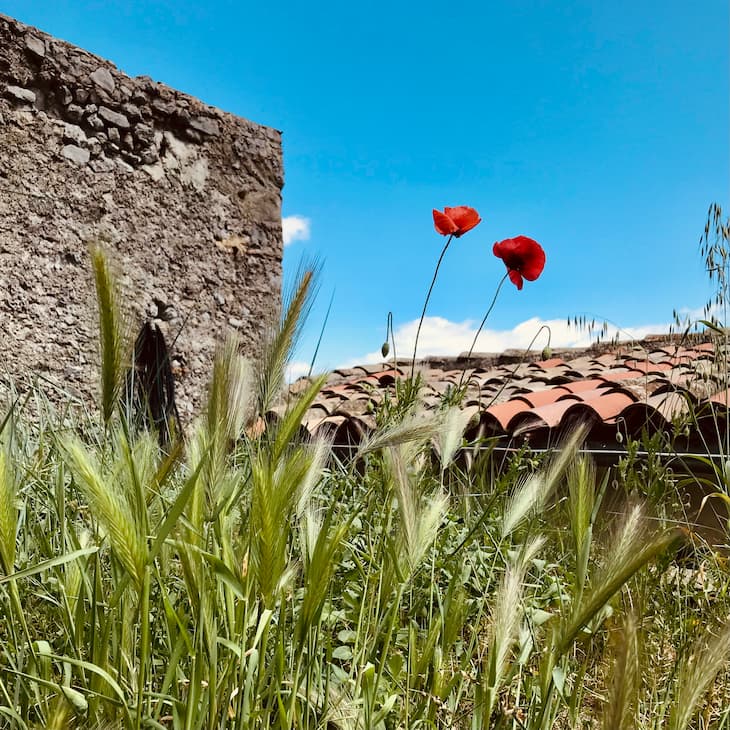 Two poppies growing in an overgrown garden under a bright blue sky, surrounded by an old stone wall on the left, and a tiled roof in the middle.