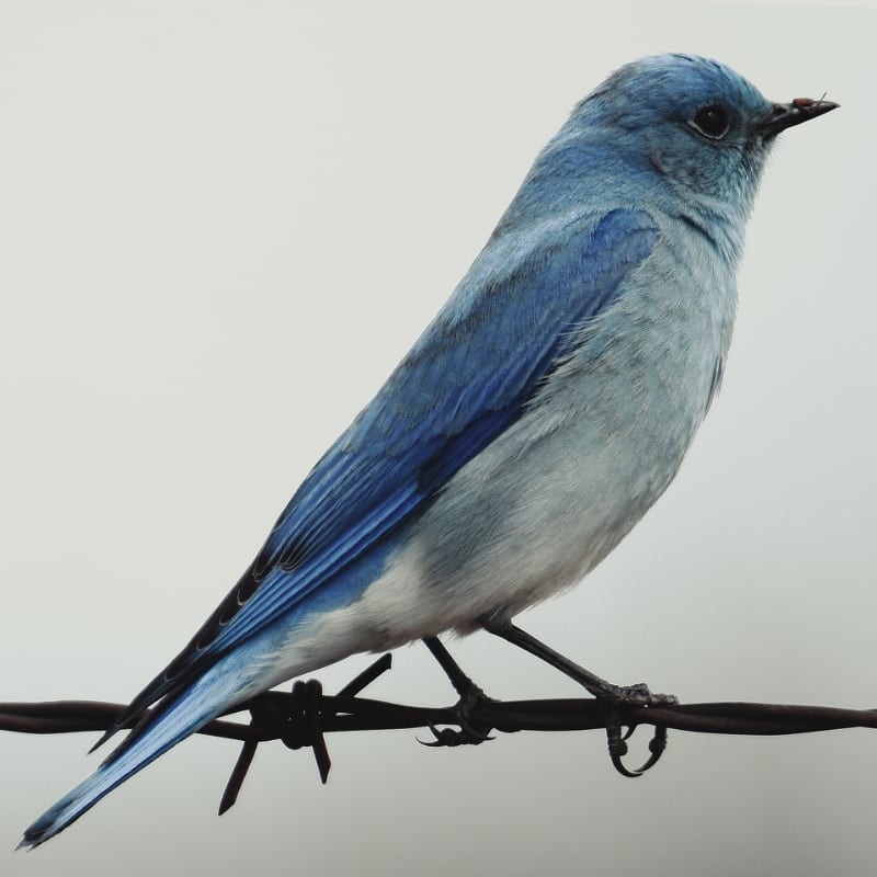 Photo d’un oiseau bleu perché sur du fil barbelé, sur fond neutre.