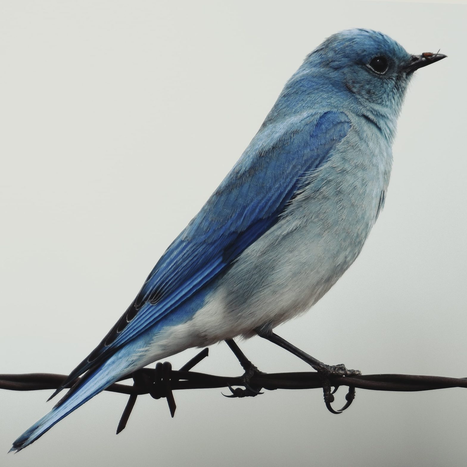 Un oiseau bleu posé sur du fil barbelé, dans une ambiance blafarde.